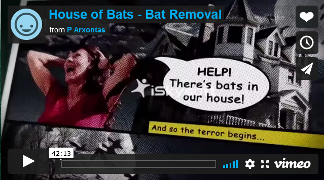 Bat Removal New Hamburg 3